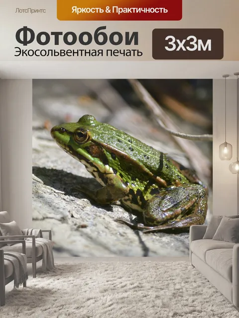 Фотообои Лягушка