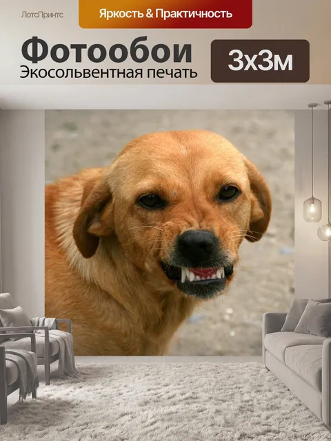 Фотообои Собака