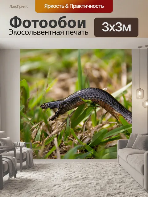 Фотообои Красный животом черная змея