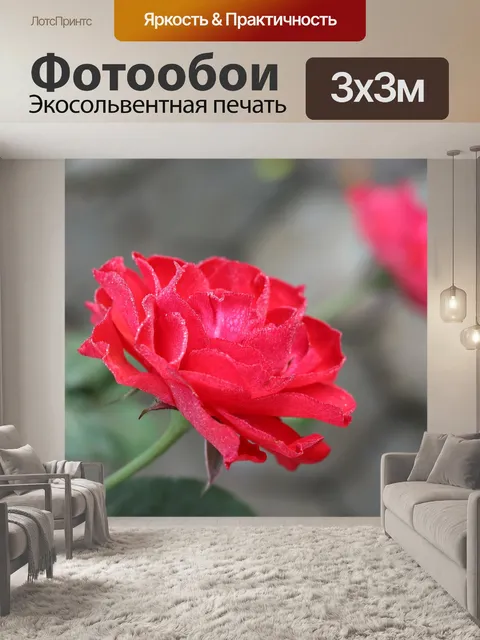 Фотообои Красная роза