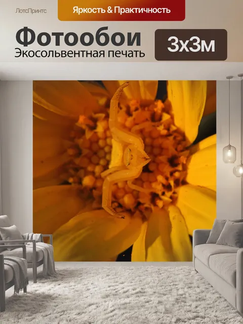 Фотообои вид паука желтого краба