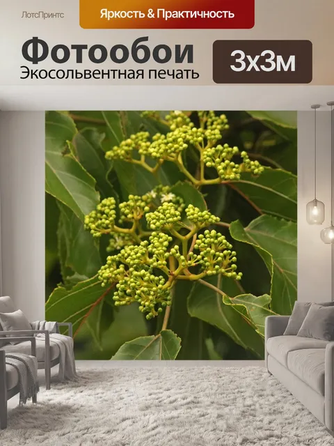 Фотообои Японские цветы изюма