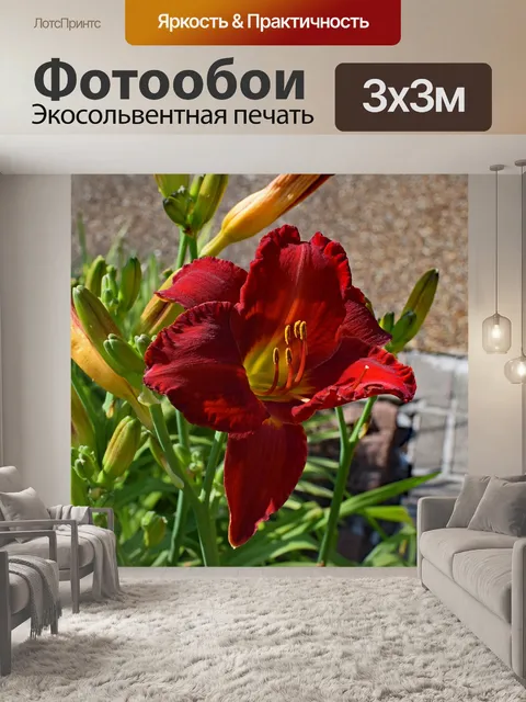 Фотообои Красно-оранжевый лилейник