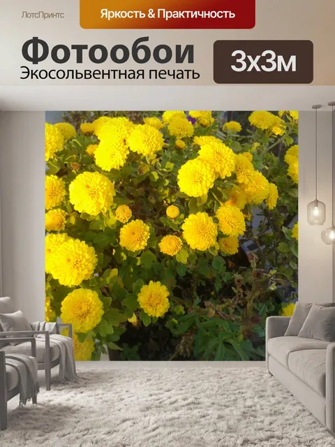 Фотообои Желтые хризантемы