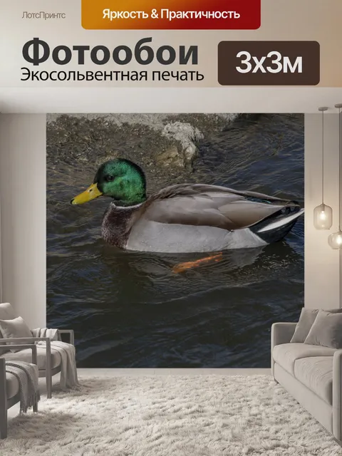 Фотообои Домашний мартиндский мужской уток