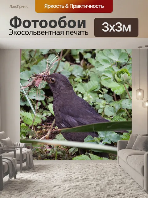 Фотообои Черный дрозд