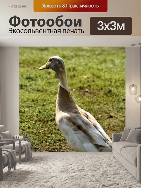 Фотообои Индийский бегун Утка