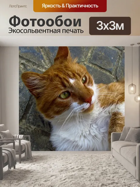 Фотообои Кот
