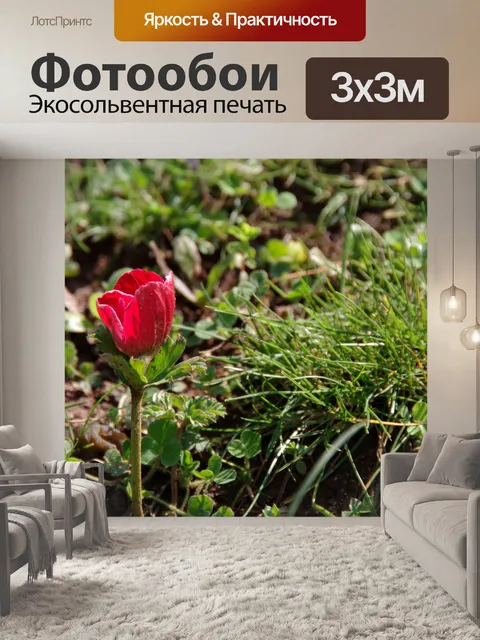 Фотообои Вид сбоку на маленький красный цветок