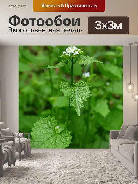 Фотообои Чесночная горчица