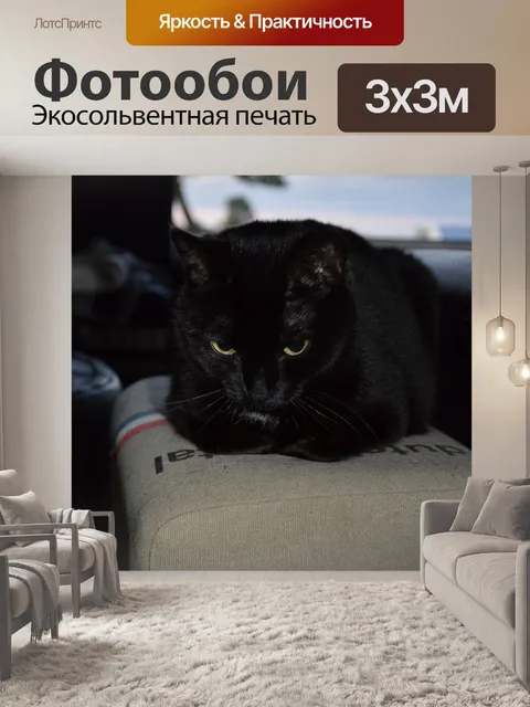 Фотообои Черная кошка