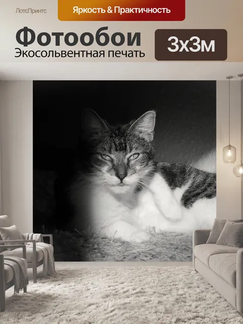 Фотообои Кот