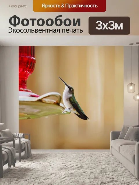 Фотообои Колибри