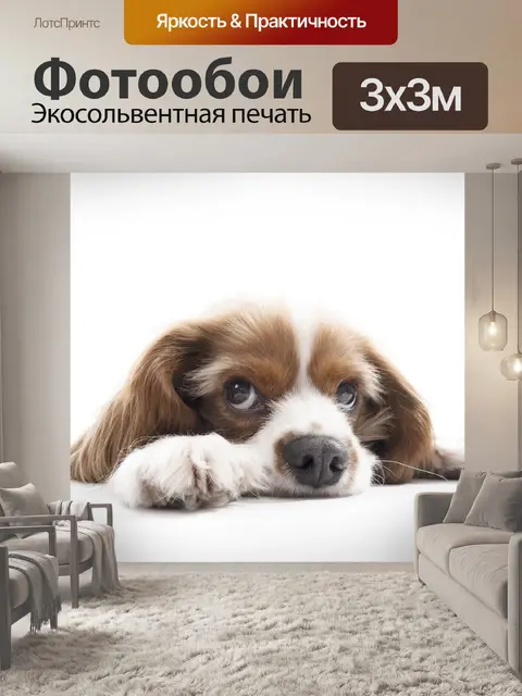 Фотообои Кавалер кинг чарльз спаниель