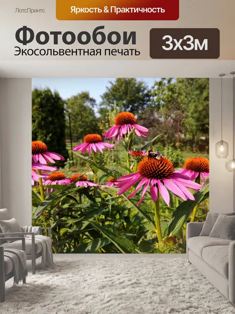 Фотообои Эхинацея