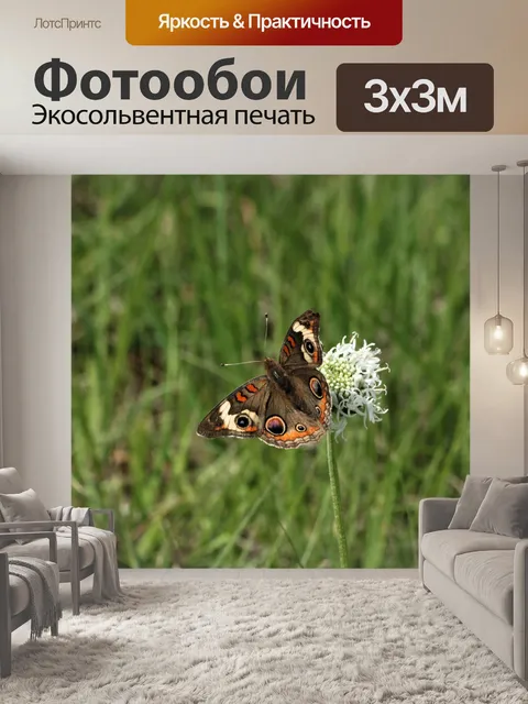 Фотообои Бакейская бабочка на полевом поле