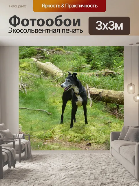 Фотообои Русская псовая борзая