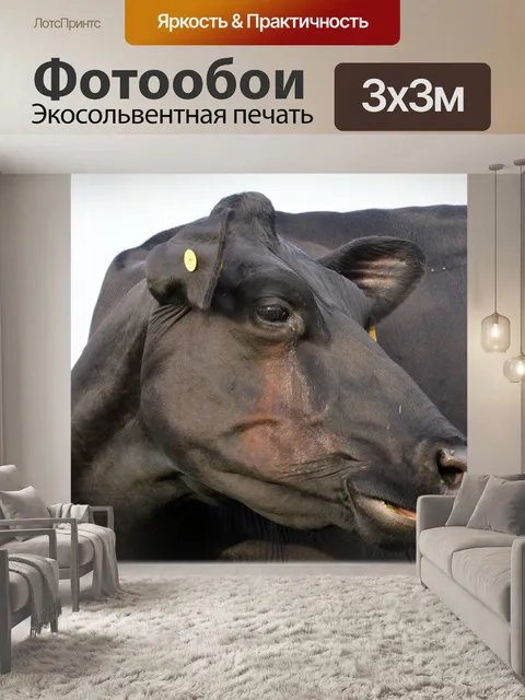 Фотообои Черный бык