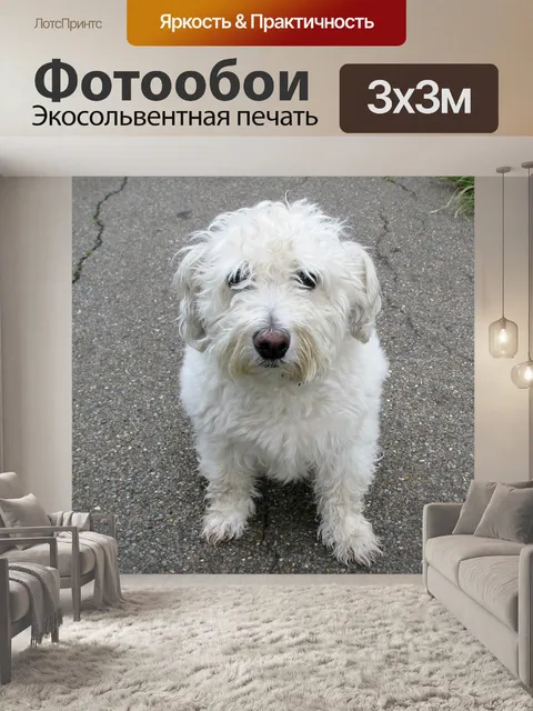 Фотообои Собака Милый Белый Scruffy