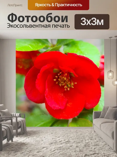 Фотообои Цветущая айва