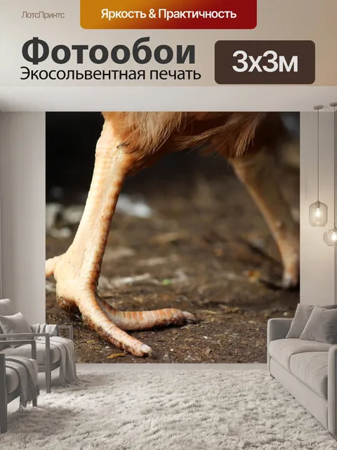 Фотообои Куриные ножки