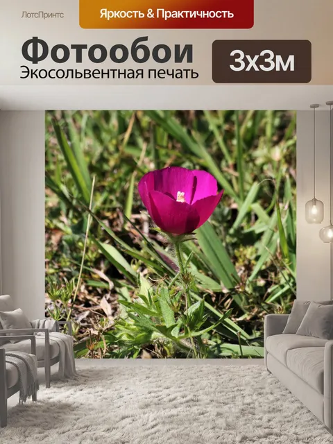 Фотообои Фиолетовый мак Мэллов полевой цветок