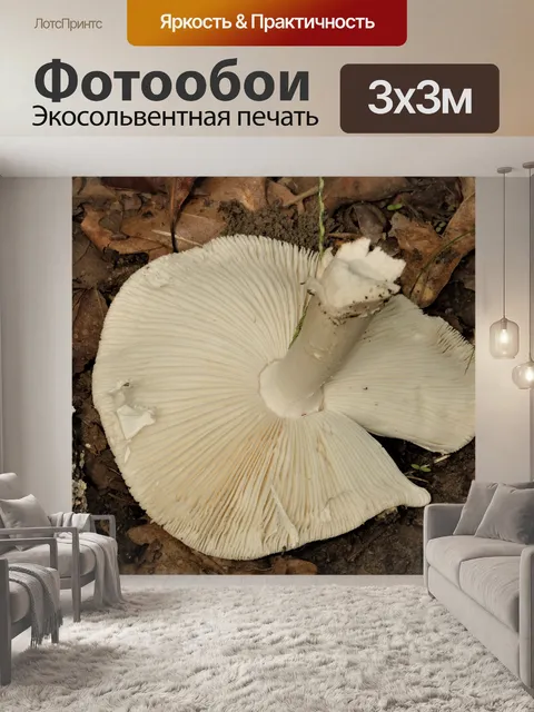 Фотообои Нижняя сторона белого гриба