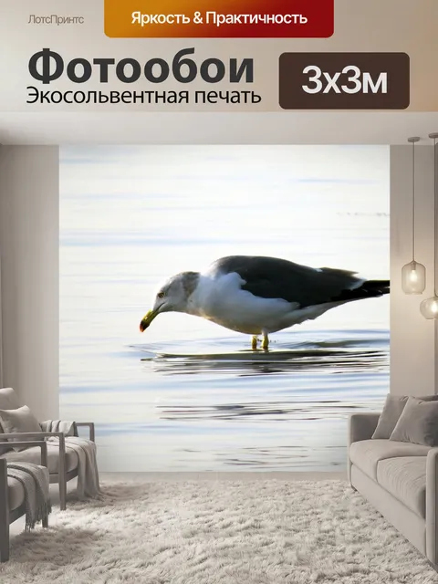 Фотообои Чайка