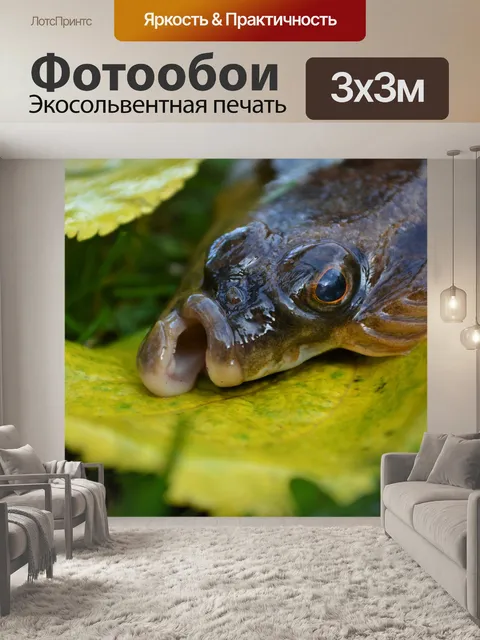 Фотообои Рыбы