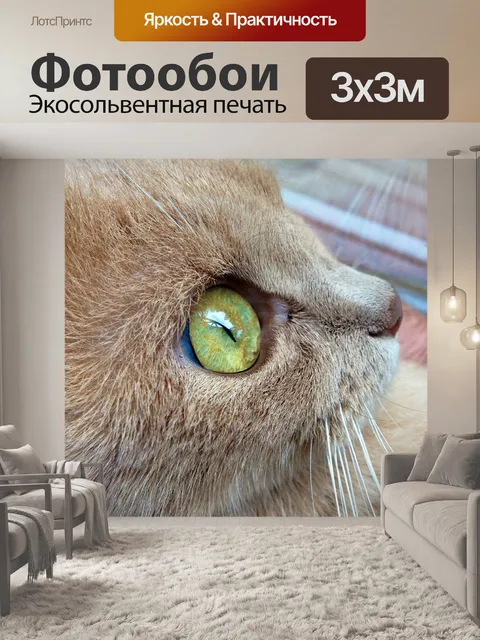 Фотообои Кот