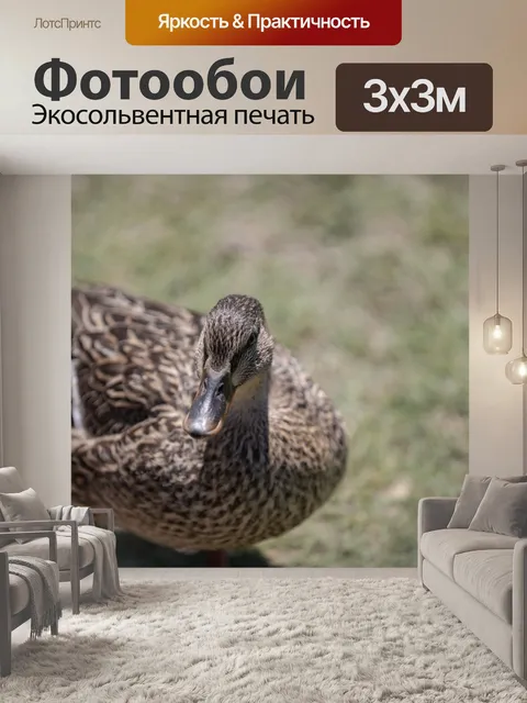 Фотообои Утка