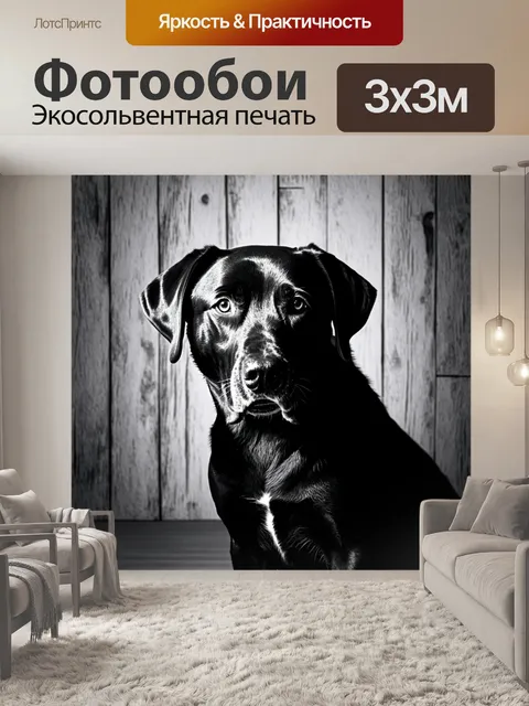 Фотообои лабрадор ретривер в черно-белом формате