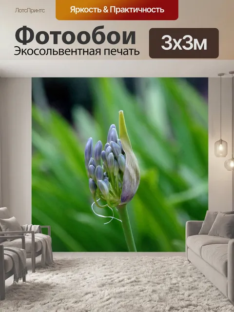 Фотообои Молодой фиолетовый бутон Агапантуса