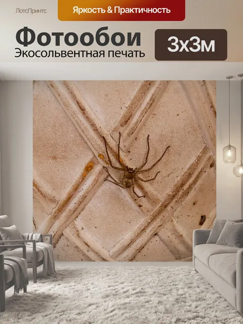 Фотообои Охотник паук