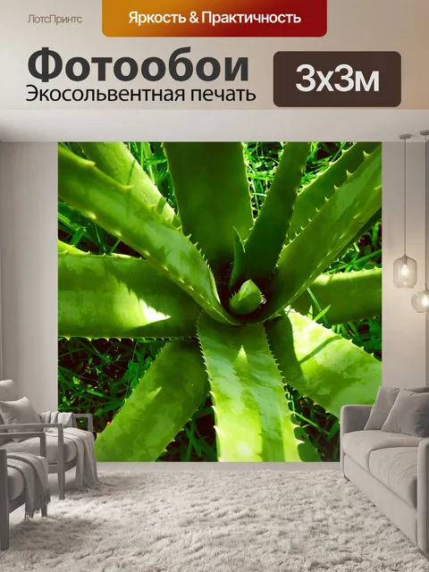 Фотообои Алоэ вера