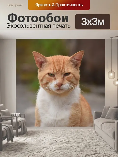 Фотообои Желтый кот