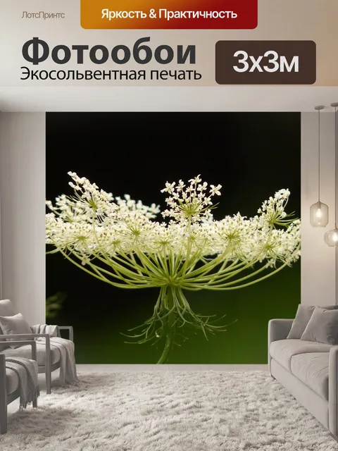 Фотообои Дикая морковь