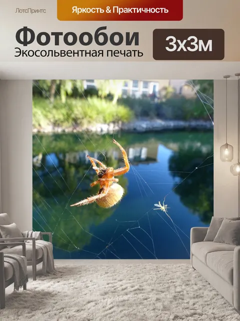 Фотообои Паук Занимаясь Обед