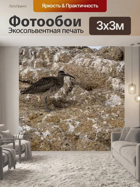 Фотообои Береговая птица кроншнеп