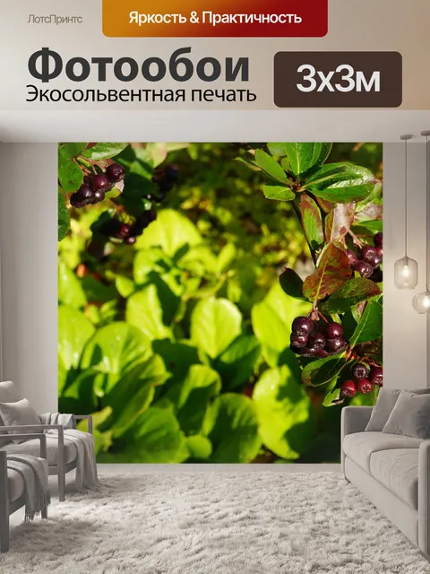 Фотообои Черноплодная рябина