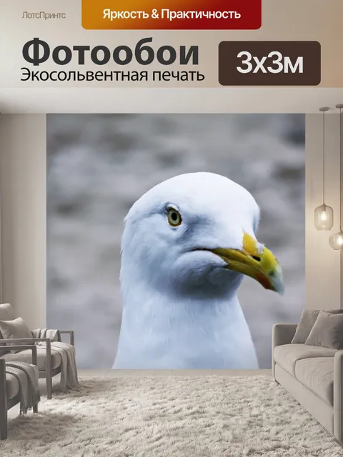 Фотообои Чайка