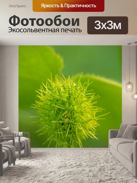 Фотообои Вонючий пассифлора