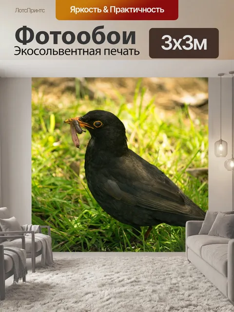 Фотообои Черная птица