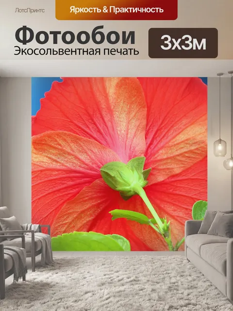 Фотообои За красным гибискусом крупным планом