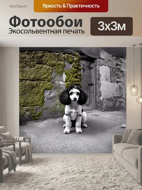 Фотообои черный и белый пудель на фоне старинного кирпичного здания, где мох и лишайник покрывают стены
