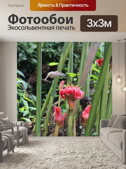 Фотообои Летящая колибри