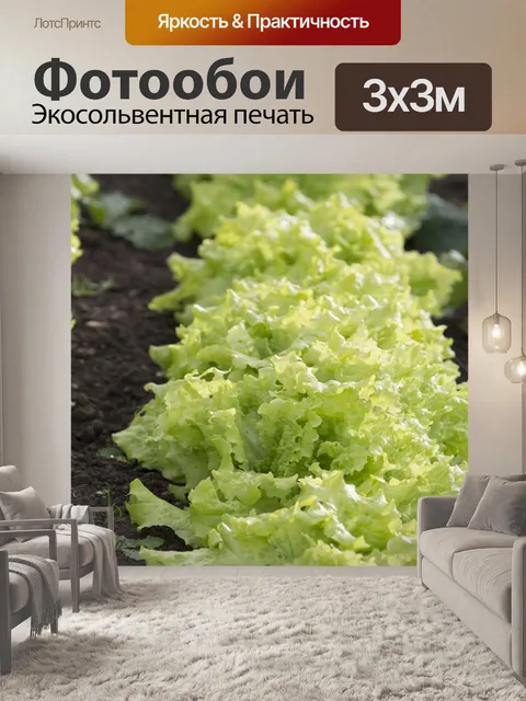 Фотообои Посадка Салат Сада