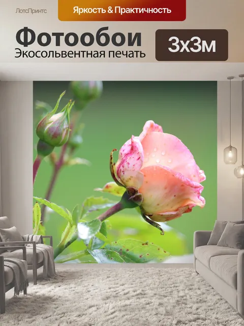 Фотообои Роза