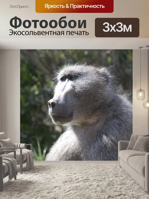 Фотообои Бабуин