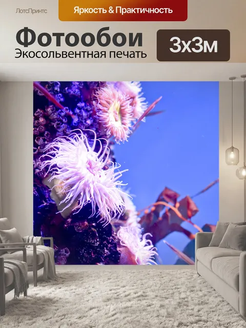 Фотообои Морские ежи и морские звезды
